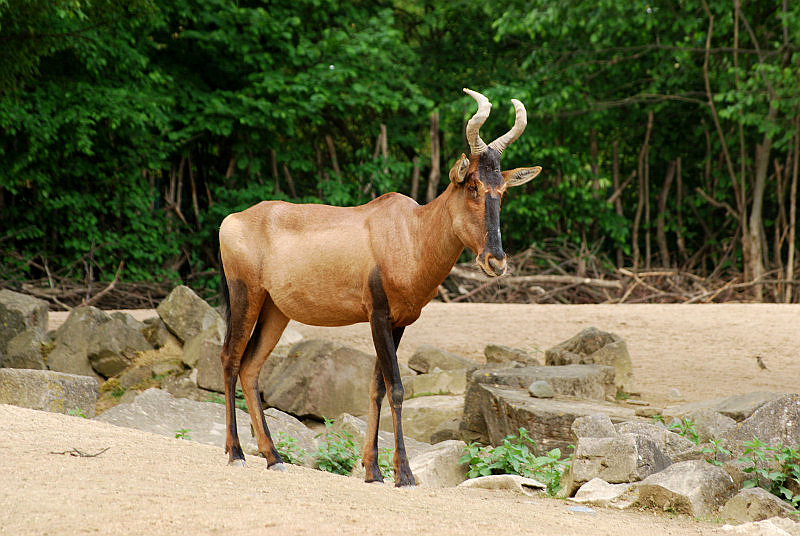 Hartebeest