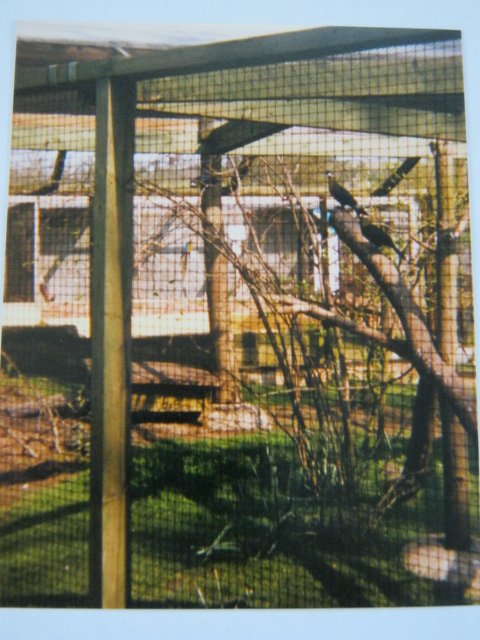 Hartlaub`s Touracos Basildon Zoo 1989.