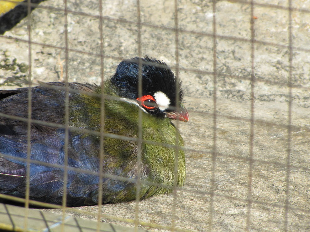 Hartlaub\'s Turaco (Tauraco hartlaubi) -(tehran zoo)