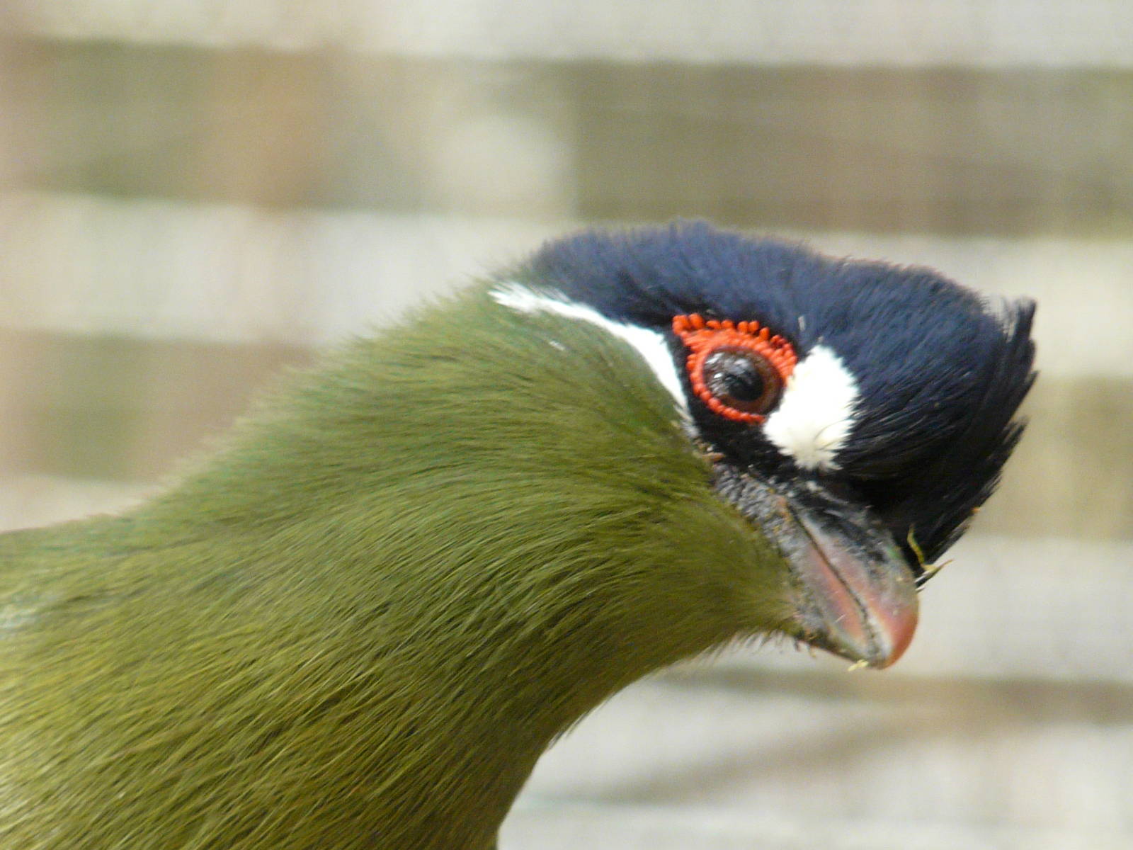 Hartlaub`s turaco/ Tauraco hartlaubi