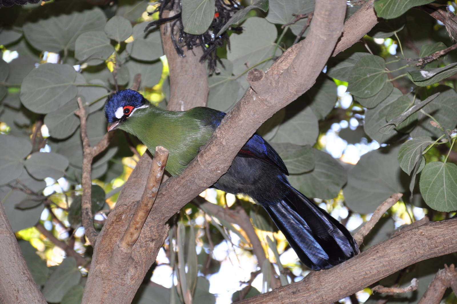 Hartlaub`s turaco/ Tauraco hartlaubi