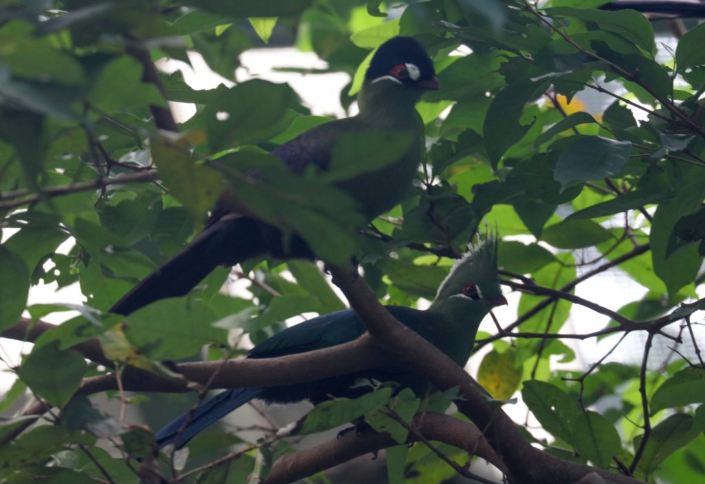 Hartlaub's and Livingstone's Turaco