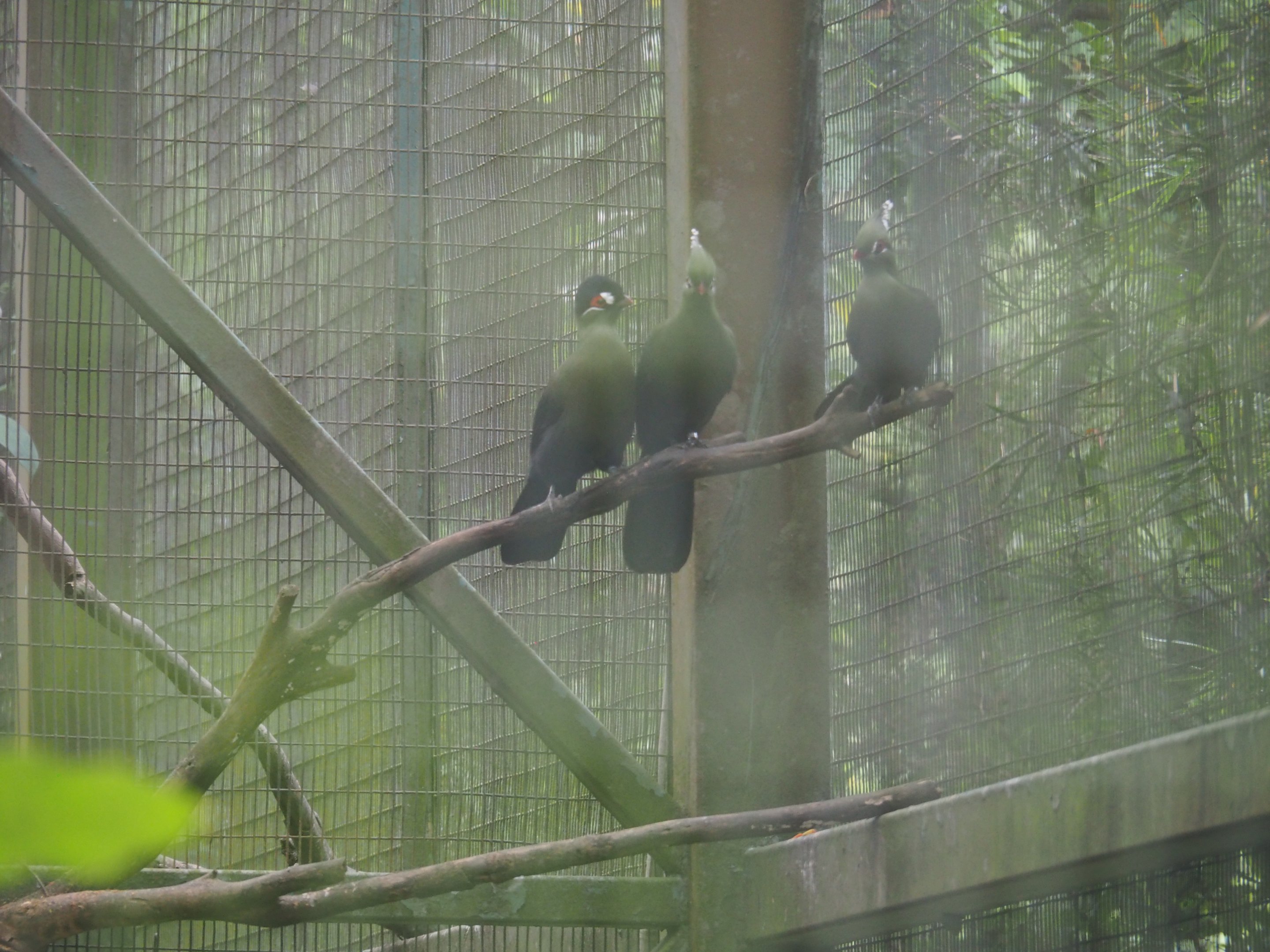 Hartlaub's and Livingstone's Turacos at Jurong Bird Park