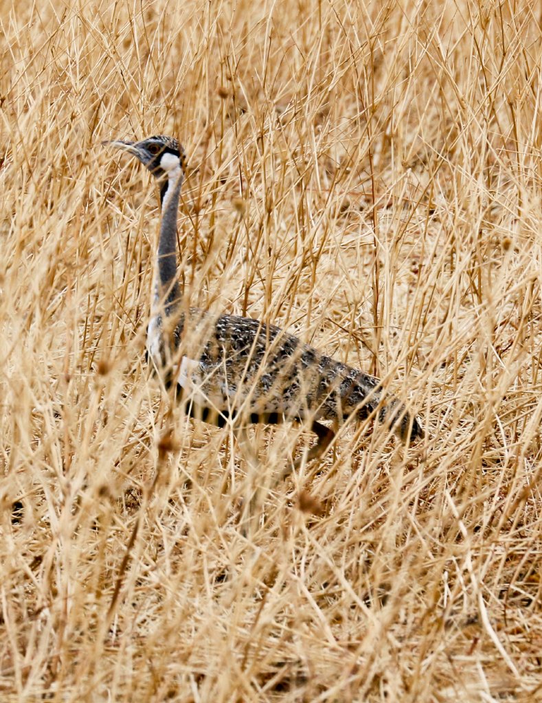 Hartlaubs Bustard