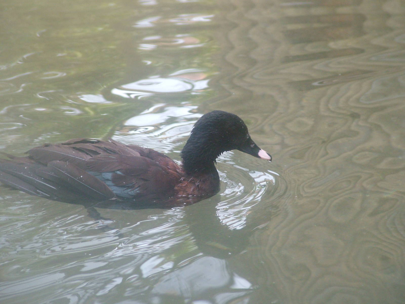 Hartlaub's Duck at Blackbrook 03/04/10