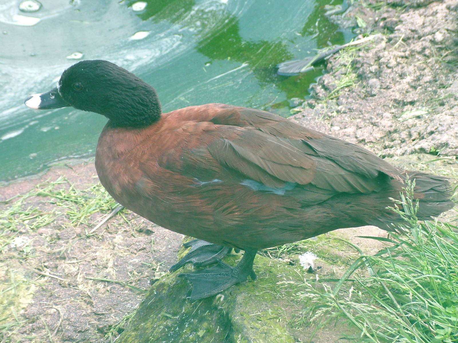 Hartlaub's Duck at Blackbrook, 12/06/10