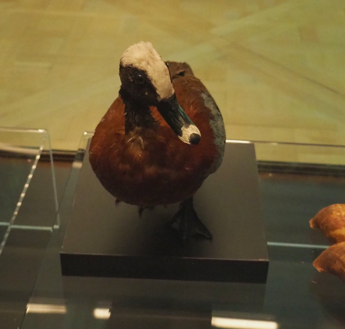 Hartlaub's duck (Pteronetta hartlaubii) specimen, 2021-10-20