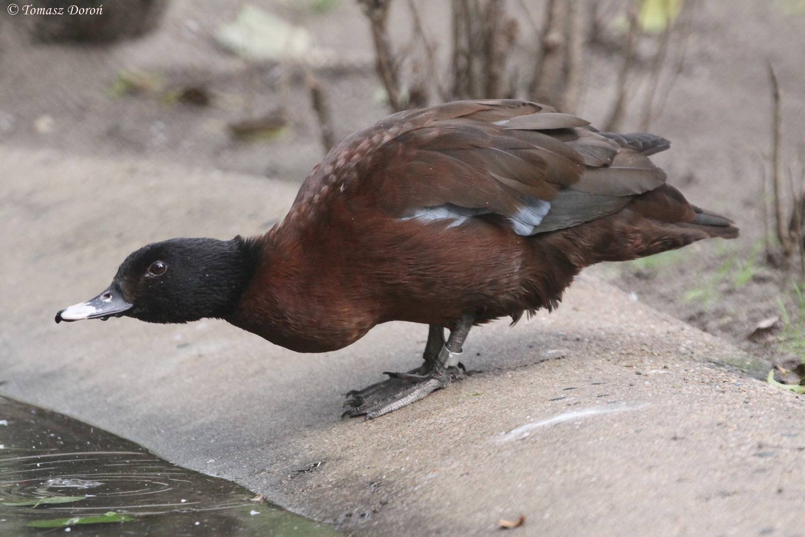 Hartlaub's Duck (Pteronetta hartlaubii)