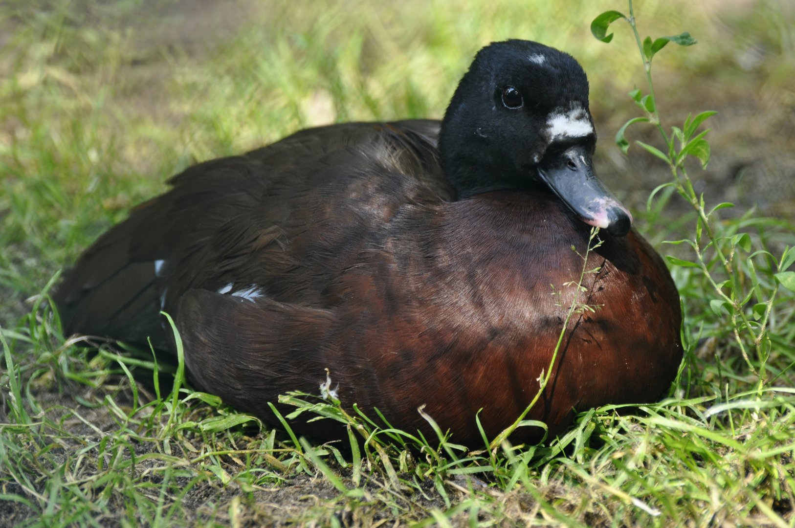 Hartlaub's duck (Pteronetta hartlaubii)