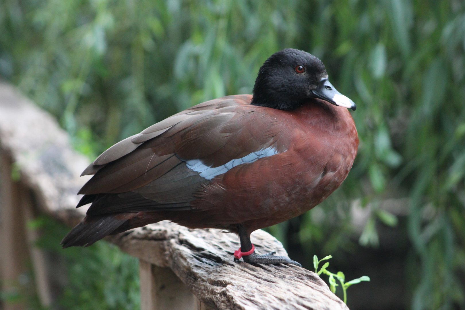 Hartlaub's duck (Pteronetta hartlaubii)