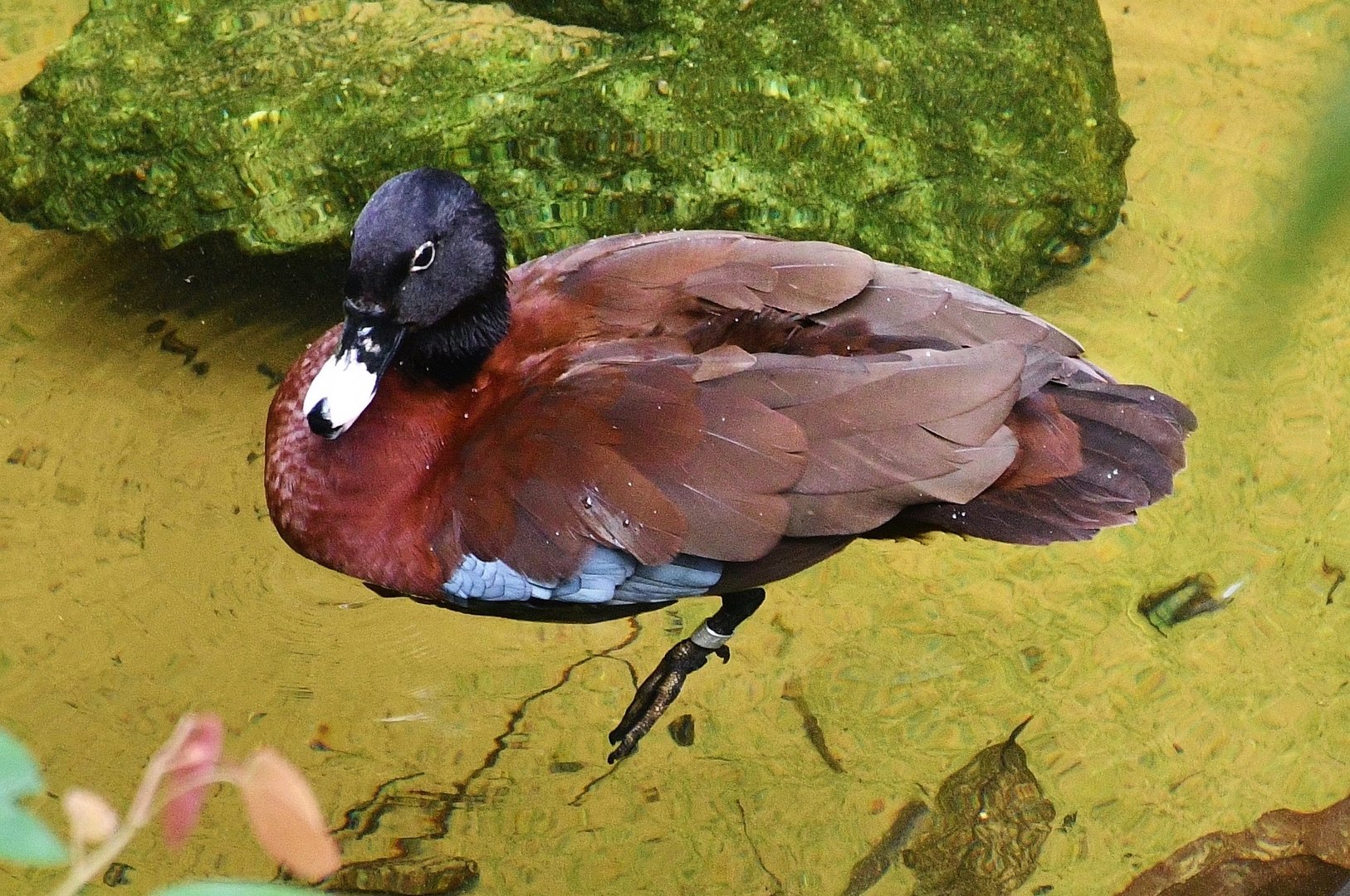 Hartlaub's Duck (Pteronetta hartlaubii)