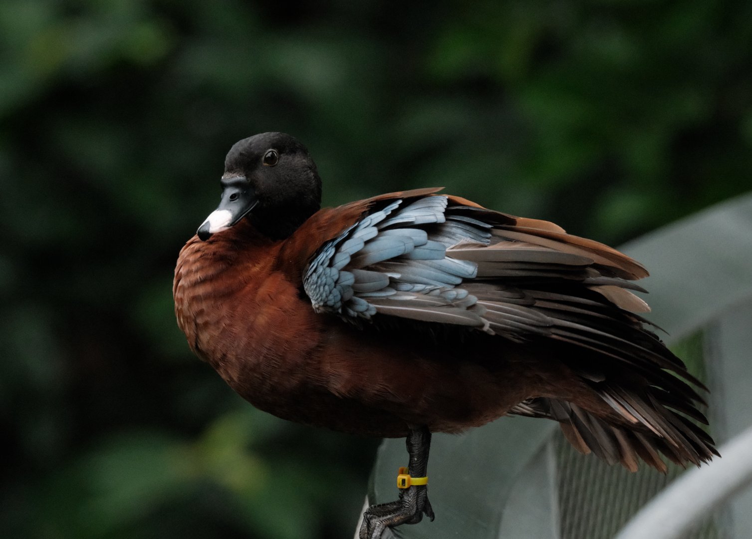 Hartlaub's Duck (Pteronetta hartlaubii)