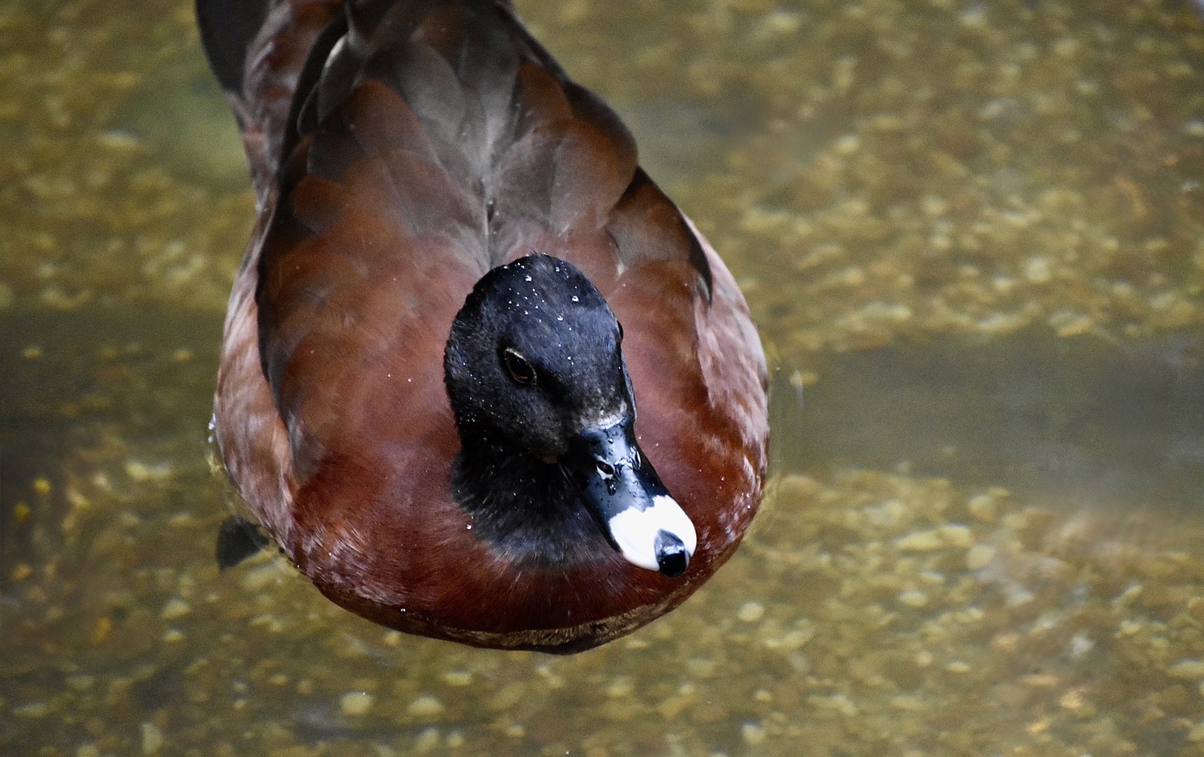 Hartlaub's Duck (Pteronetta hartlaubii)