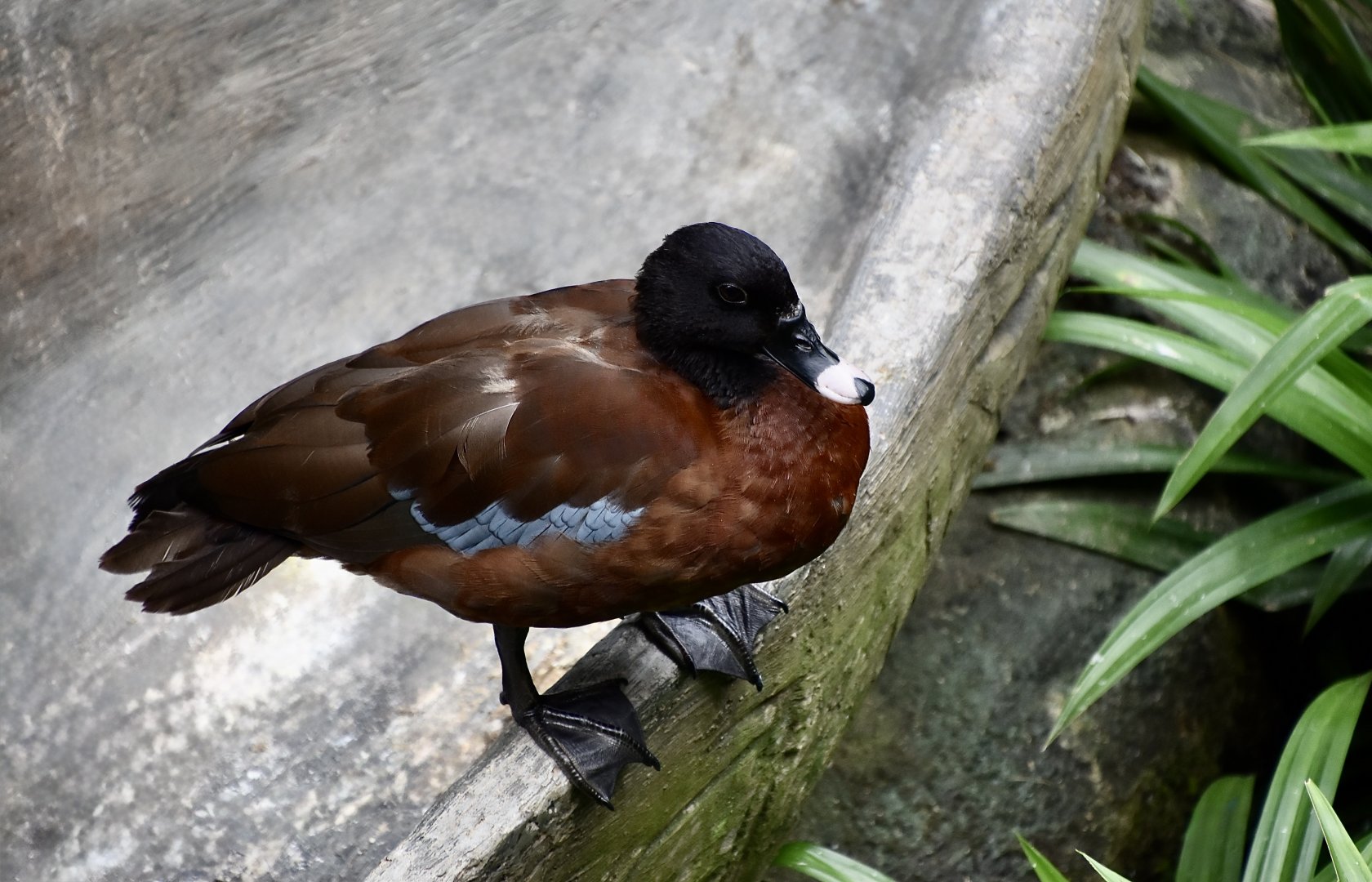 Hartlaub's Duck (Pteronetta hartlaubii)