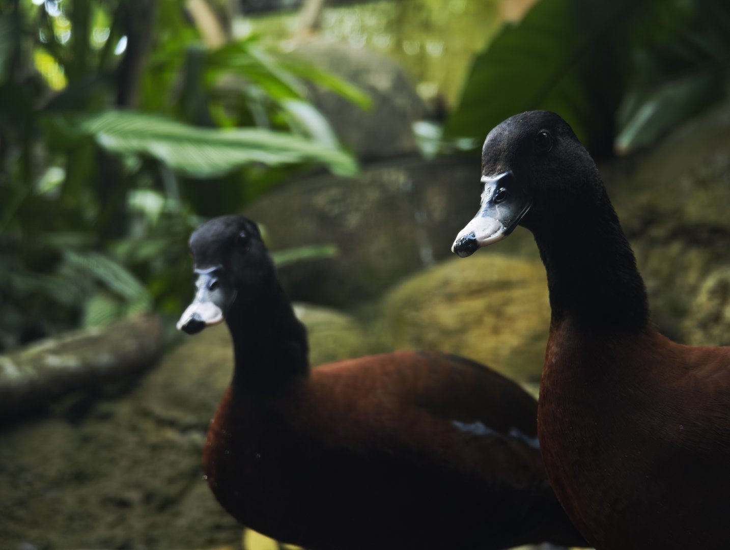 Hartlaub's duck (Pteronetta hartlaubii)