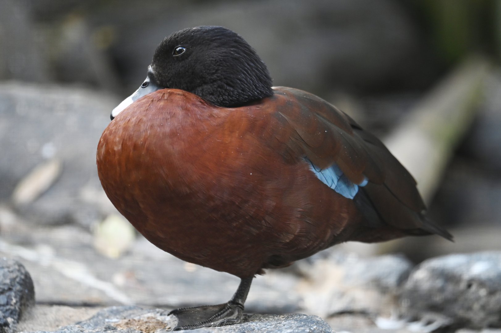 Hartlaub’s duck  Pteronetta hartlaubii