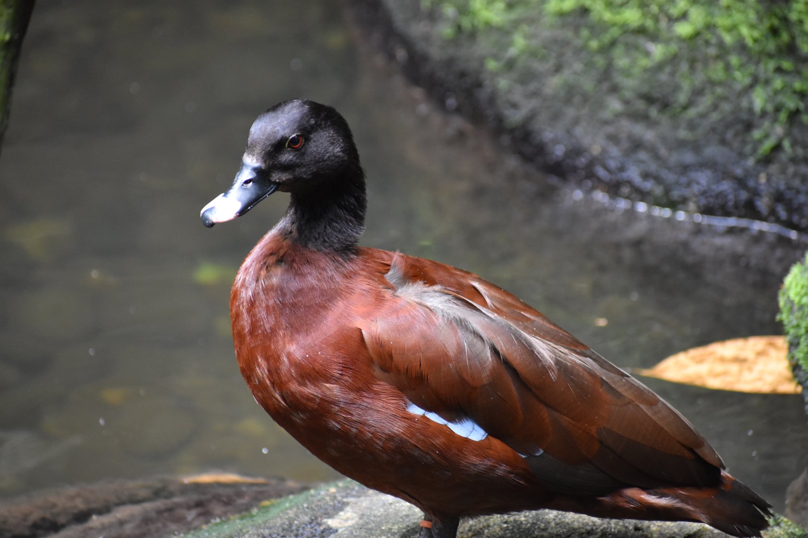 Hartlaub's duck