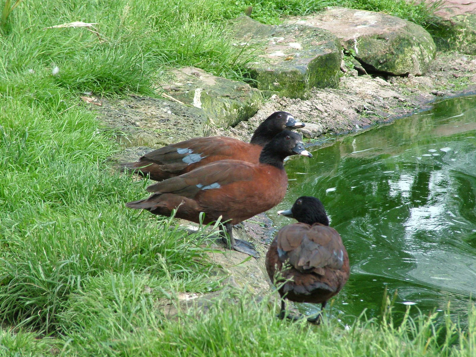 Hartlaub's Ducks at Blackbrook, 12/06/10