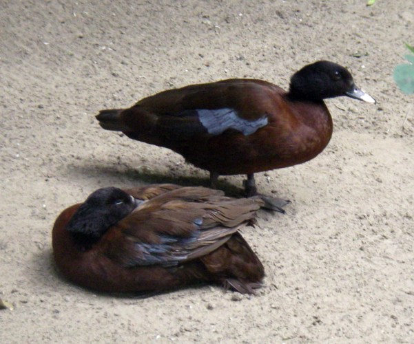 Hartlaub's Ducks (Pteronetta hartlaubi)