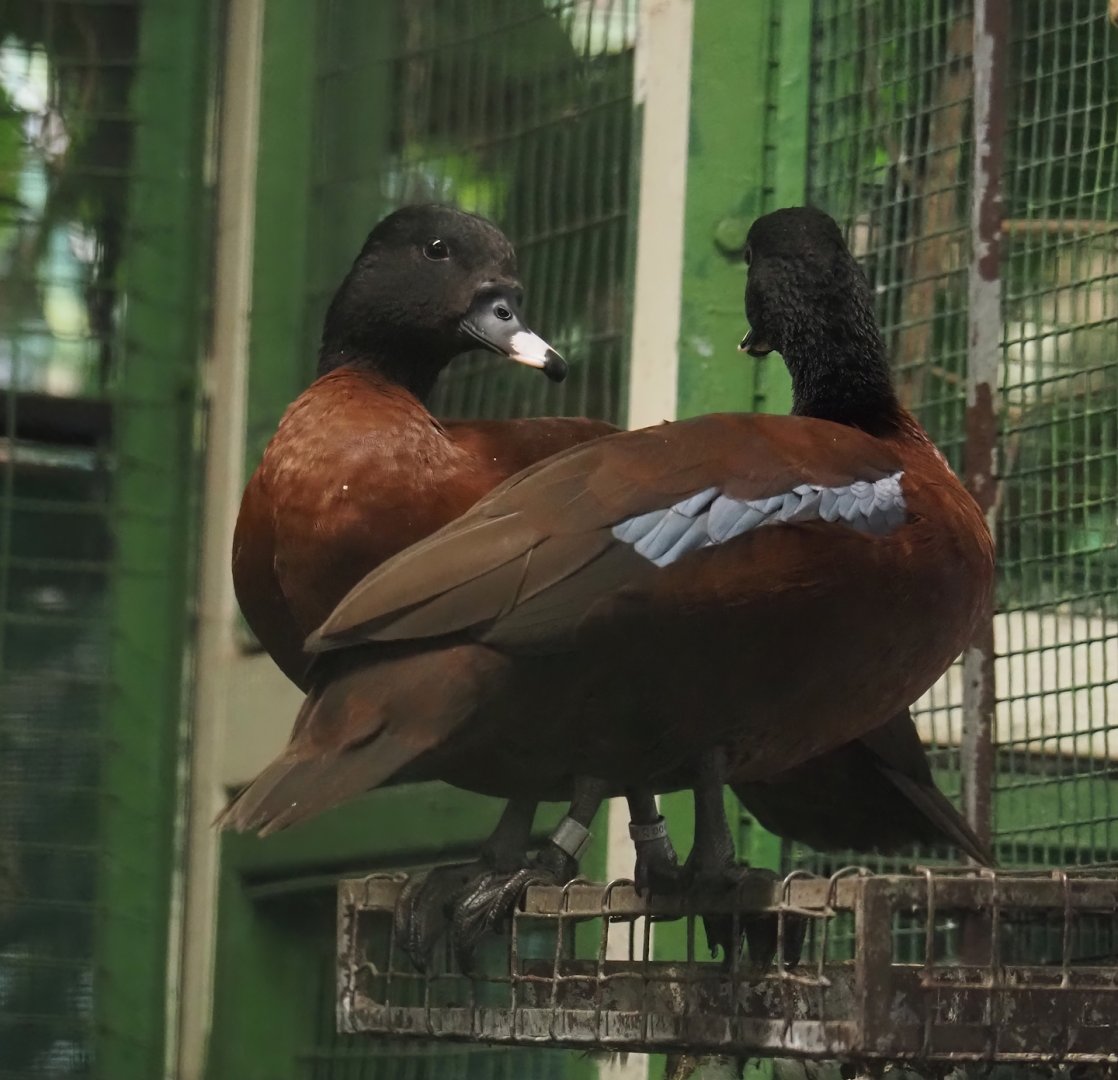 Hartlaub’s ducks (Pteronetta hartlaubii), 2024-05-22