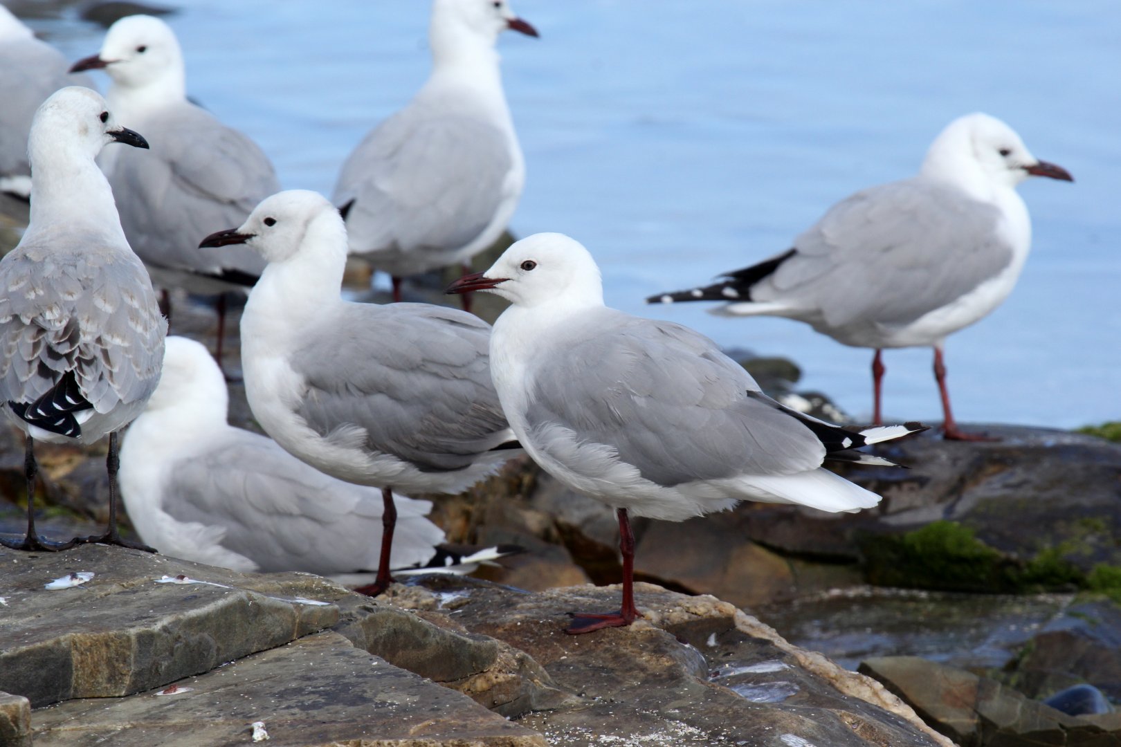 Hartlaub's Gull (Chroicocephalus hartlaubii)