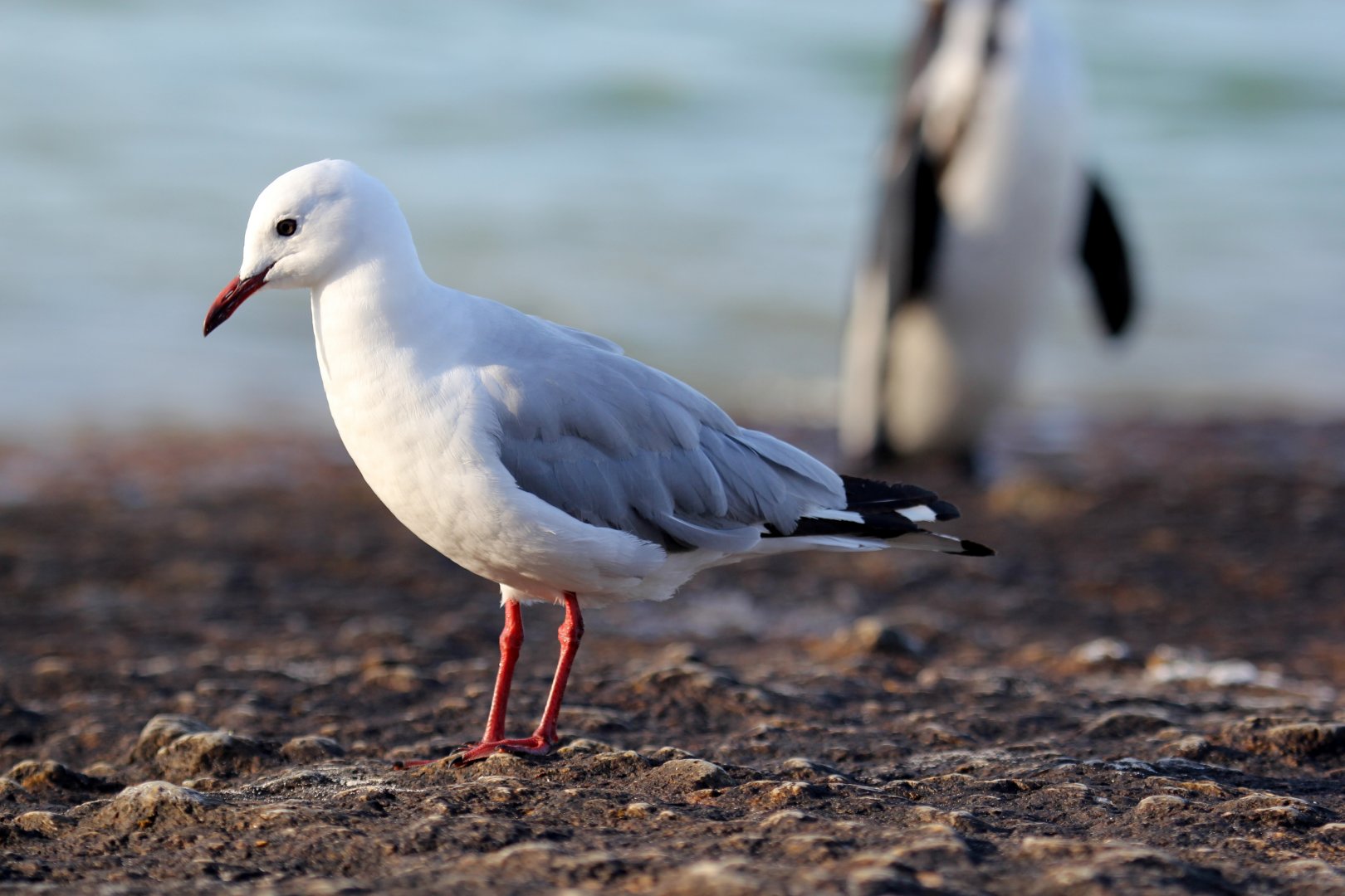Hartlaub's Gull (Chroicocephalus hartlaubii)
