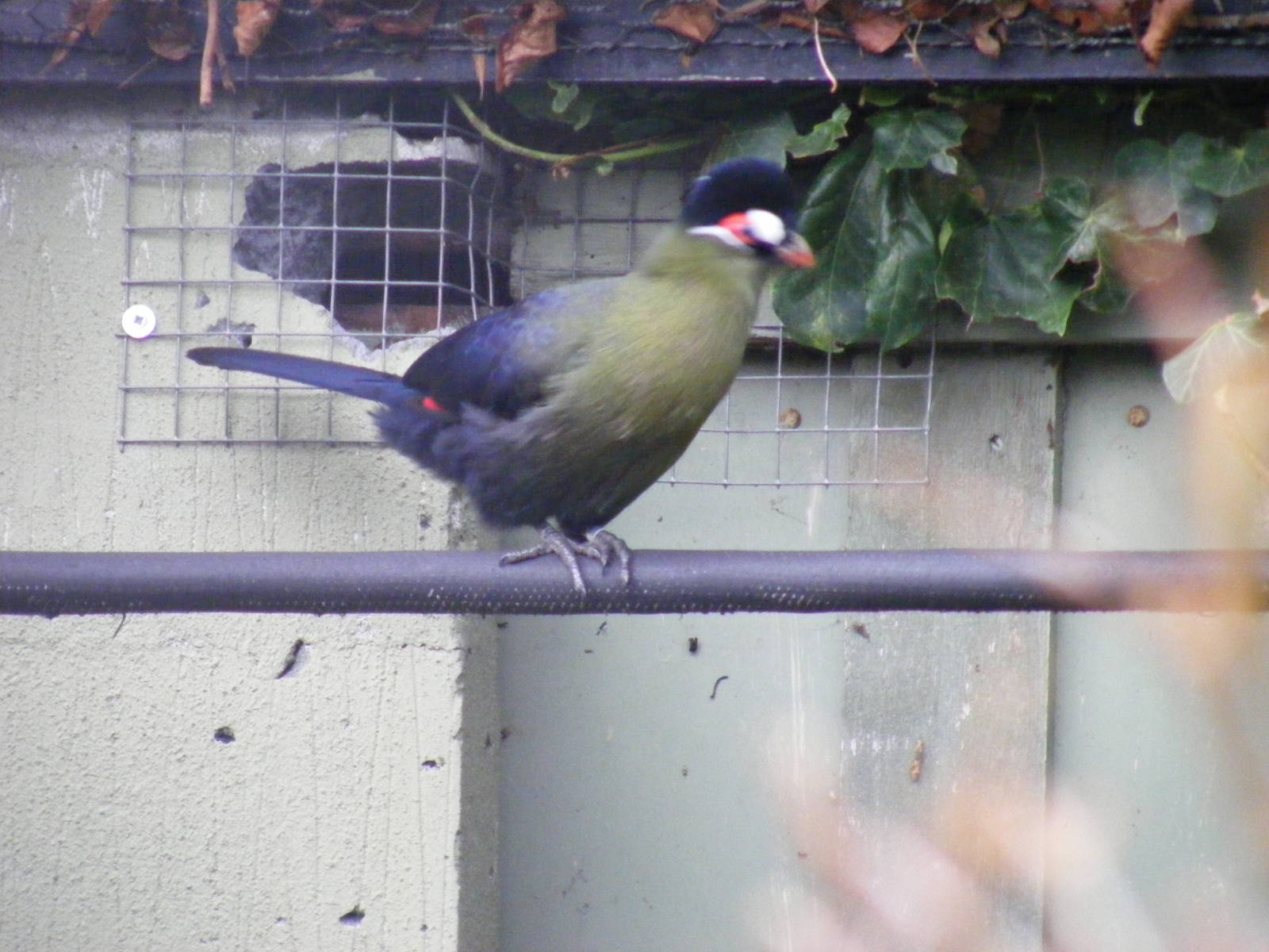 Hartlaub's Turaco at London Zoo, 15 January 2011