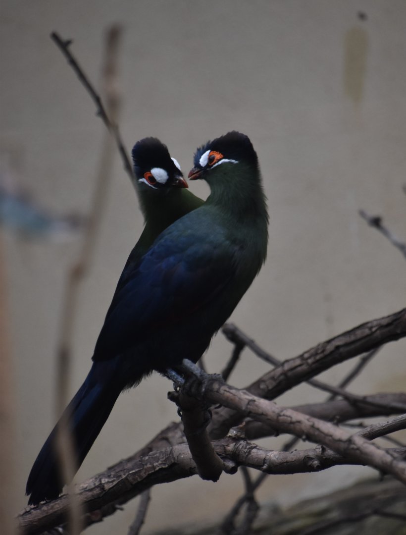 Hartlaub's turaco pair
