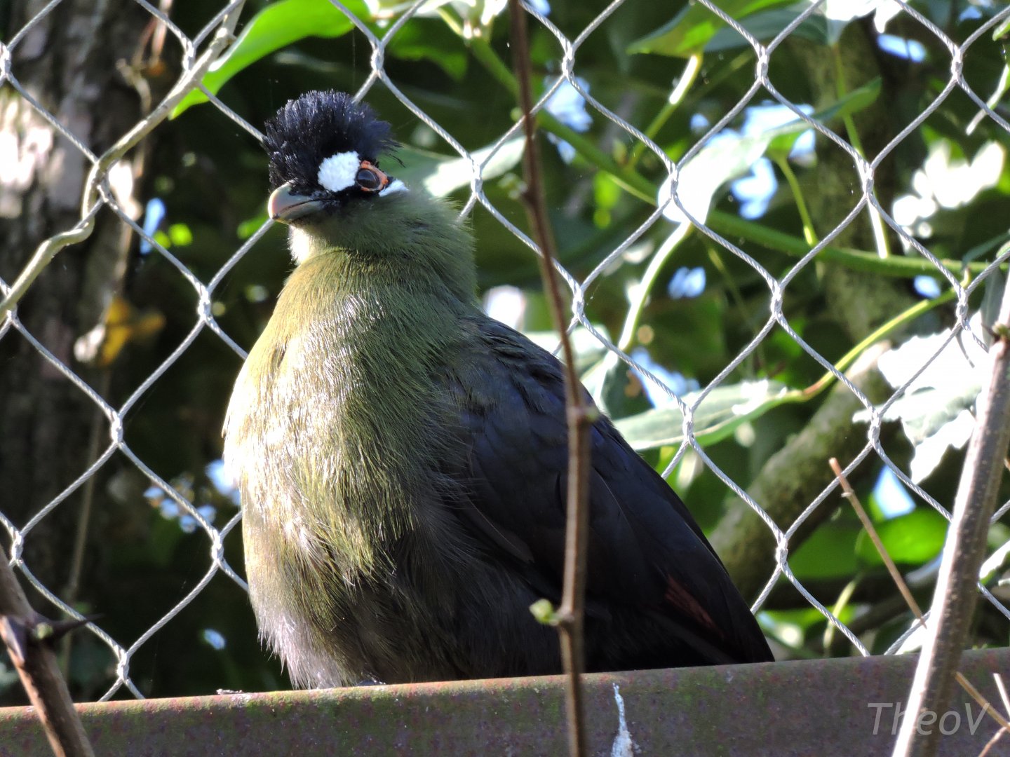 Hartlaub's turaco - Sanctuaire des okapis [2015]