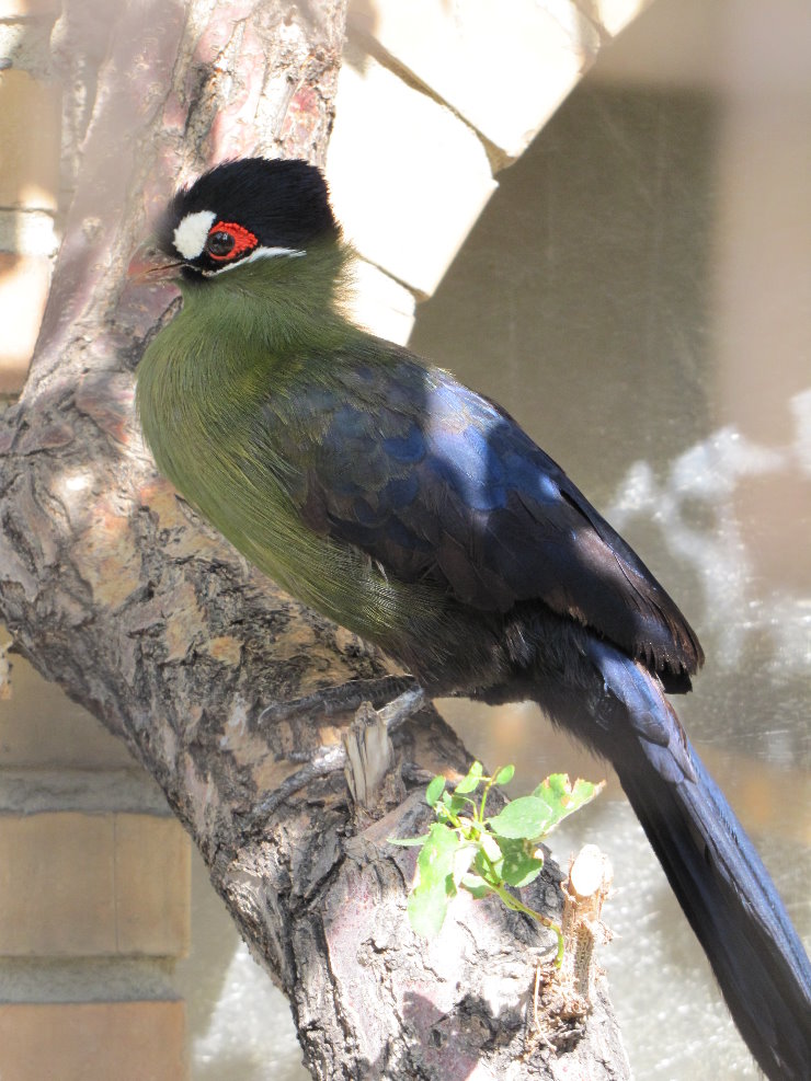 Hartlaub's Turaco (Tauraco hartlaubi)_1
