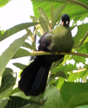 Hartlaub's Turaco (Tauraco hartlaubi)