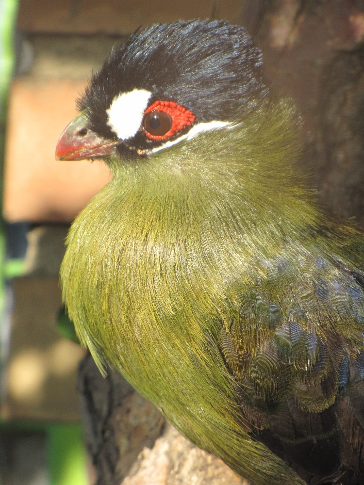 Hartlaub's Turaco (Tauraco hartlaubi)