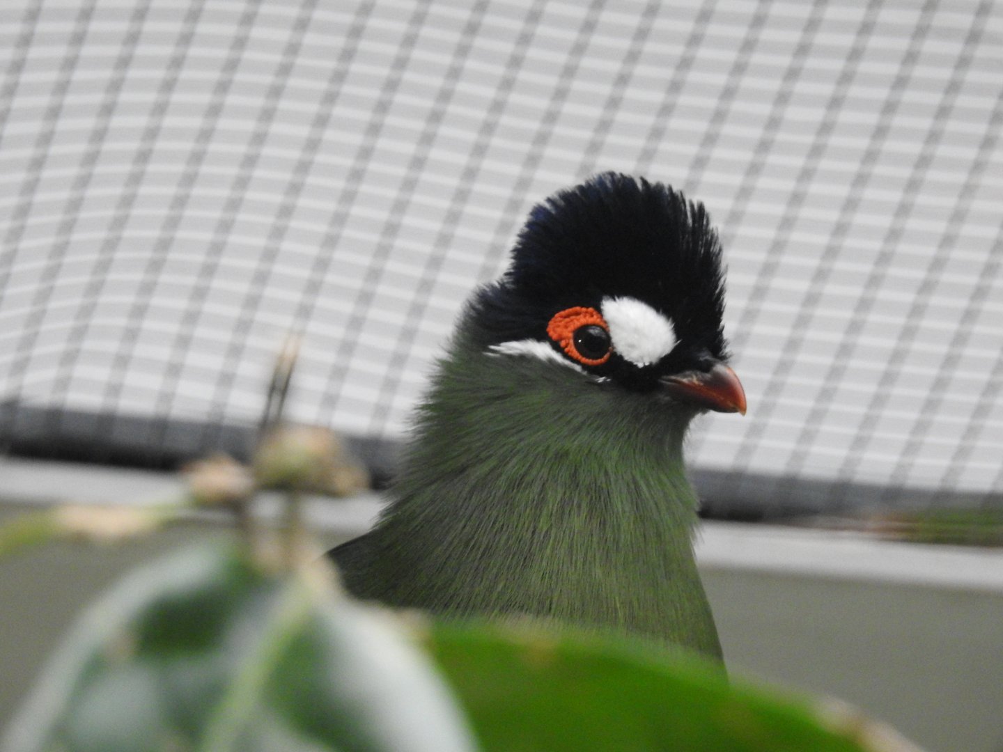 Hartlaub's Turaco (Tauraco hartlaubi)