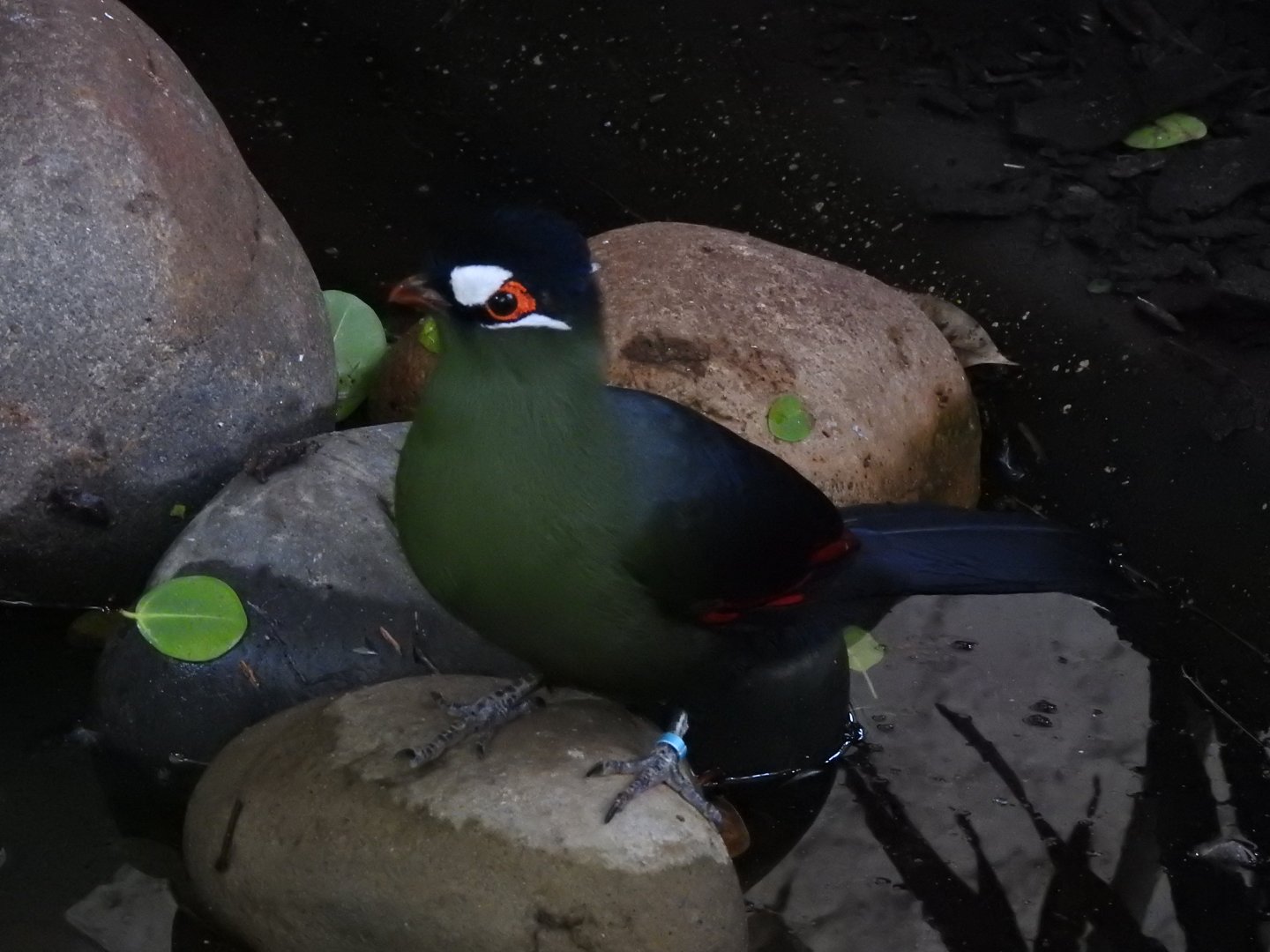 Hartlaub's Turaco (Tauraco hartlaubi)