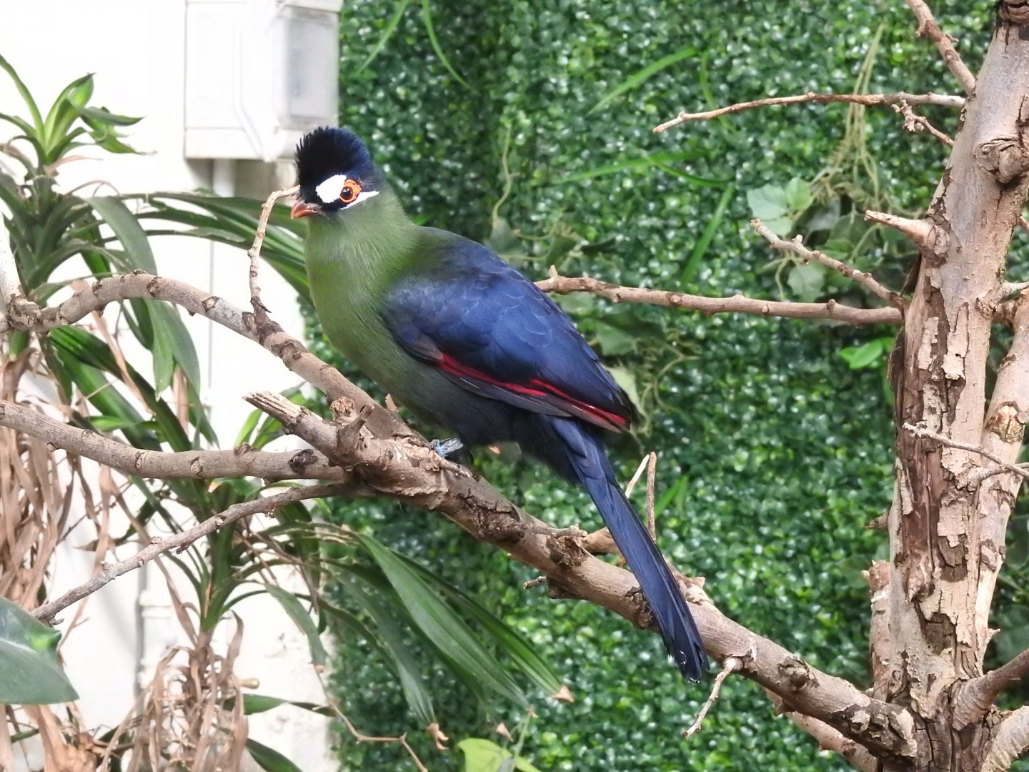 Hartlaub's Turaco (Tauraco hartlaubi)