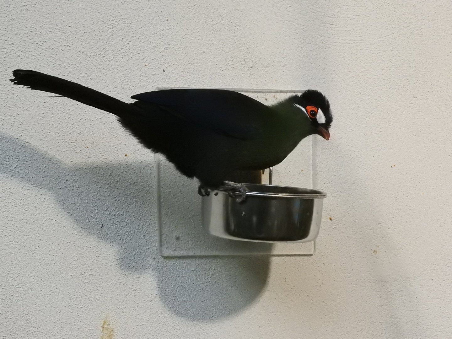 Hartlaub's Turaco (Tauraco hartlaubi)