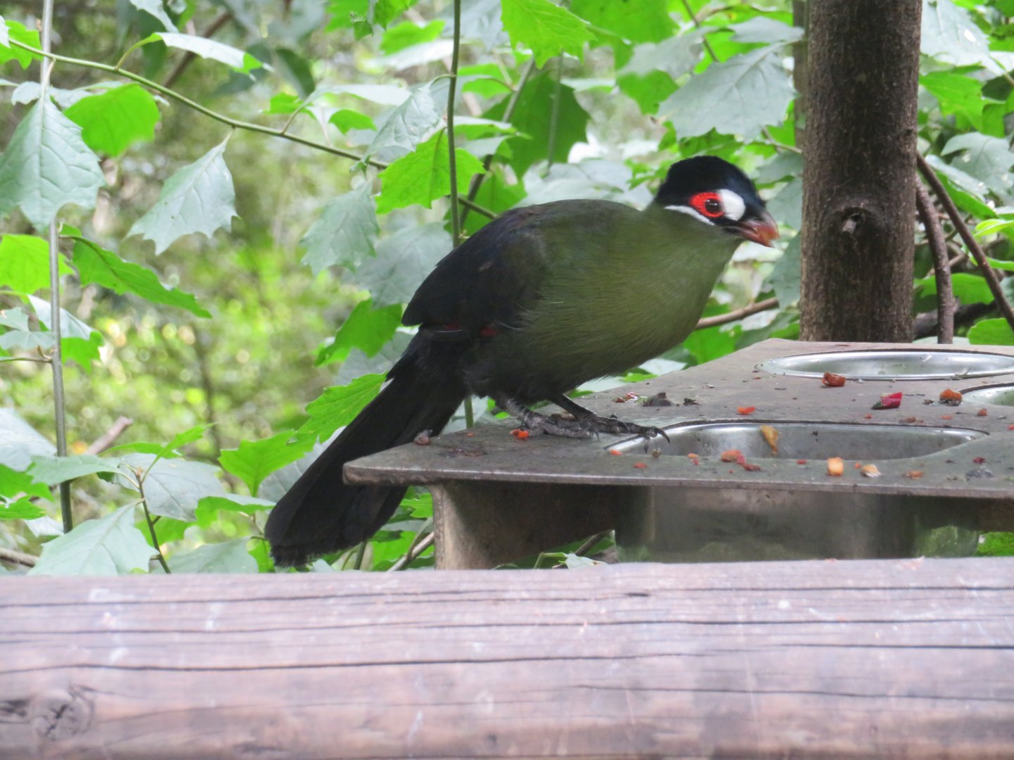 Hartlaub's Turaco (Tauraco hartlaubi)