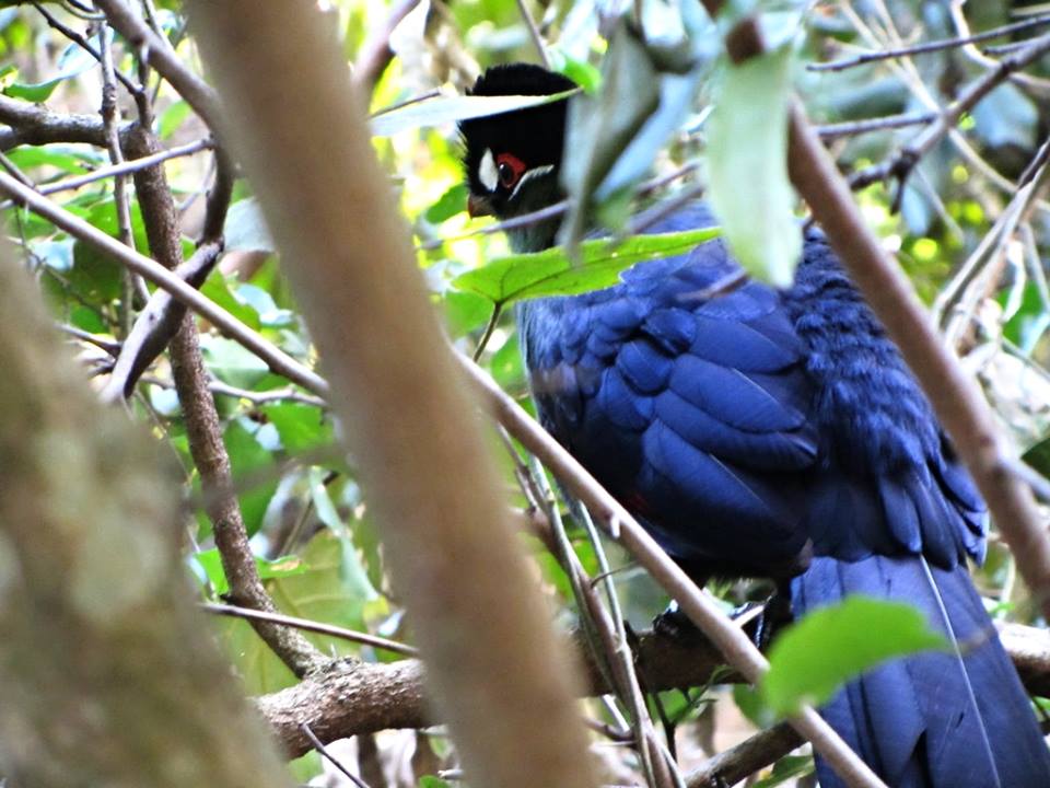 Hartlaub's Turaco