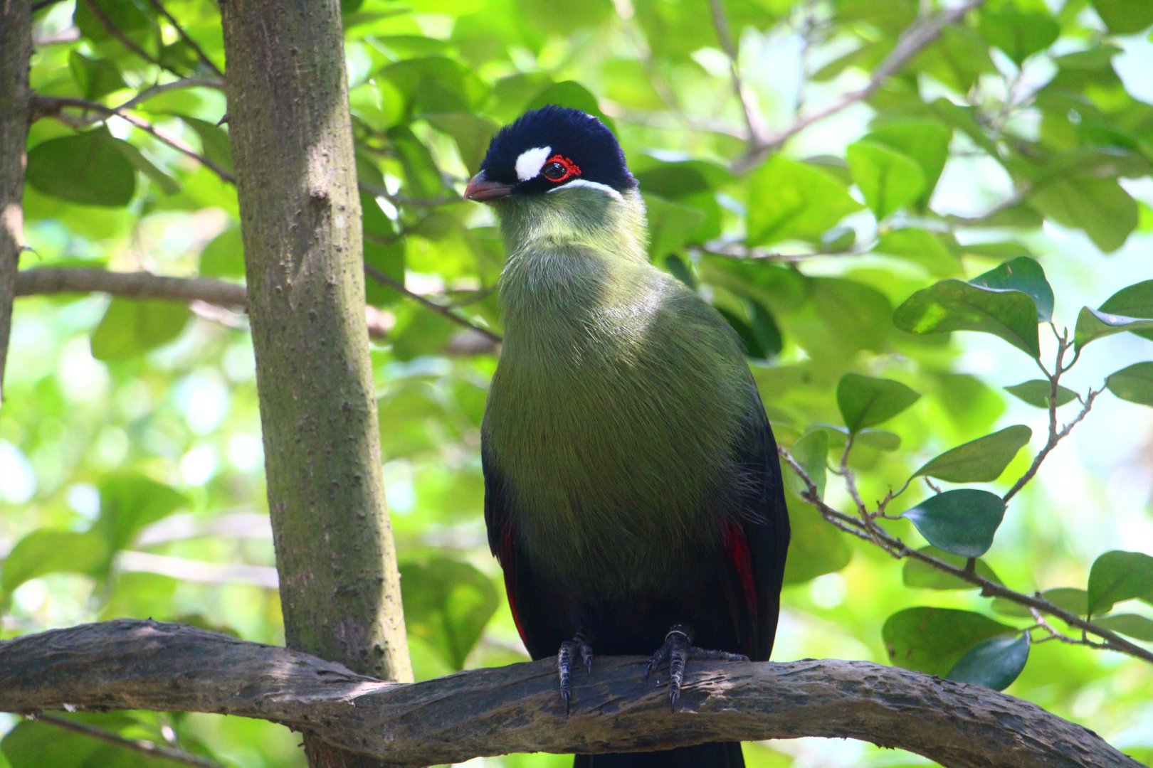 Hartlaub's Turaco