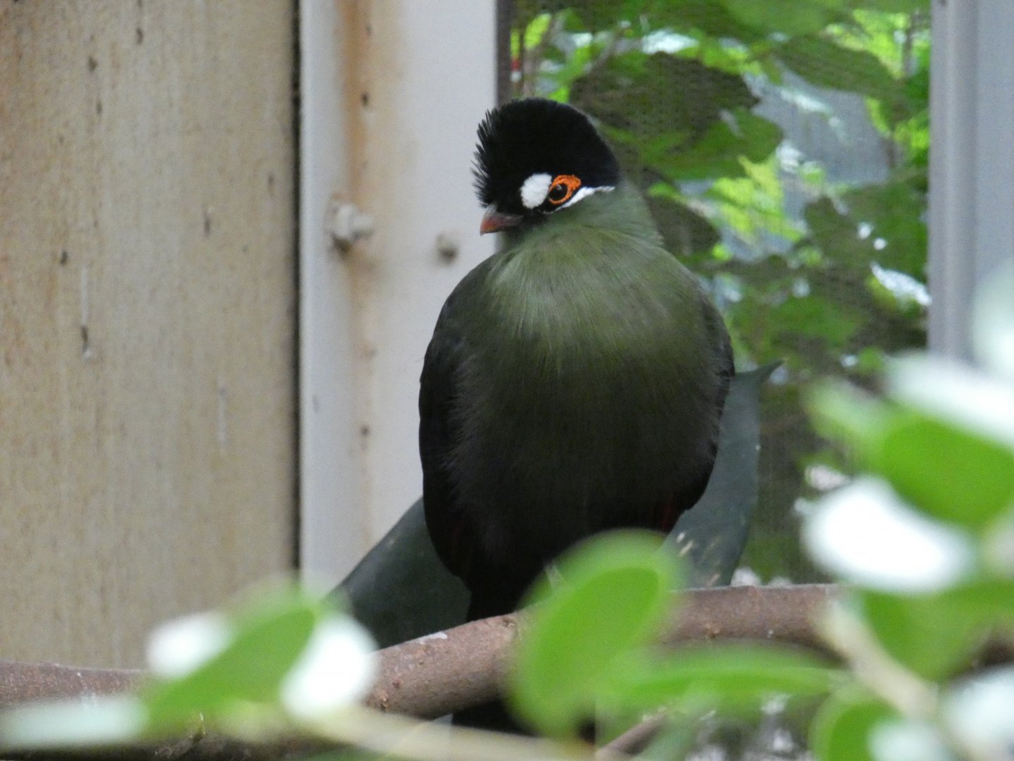 Hartlaub's turaco