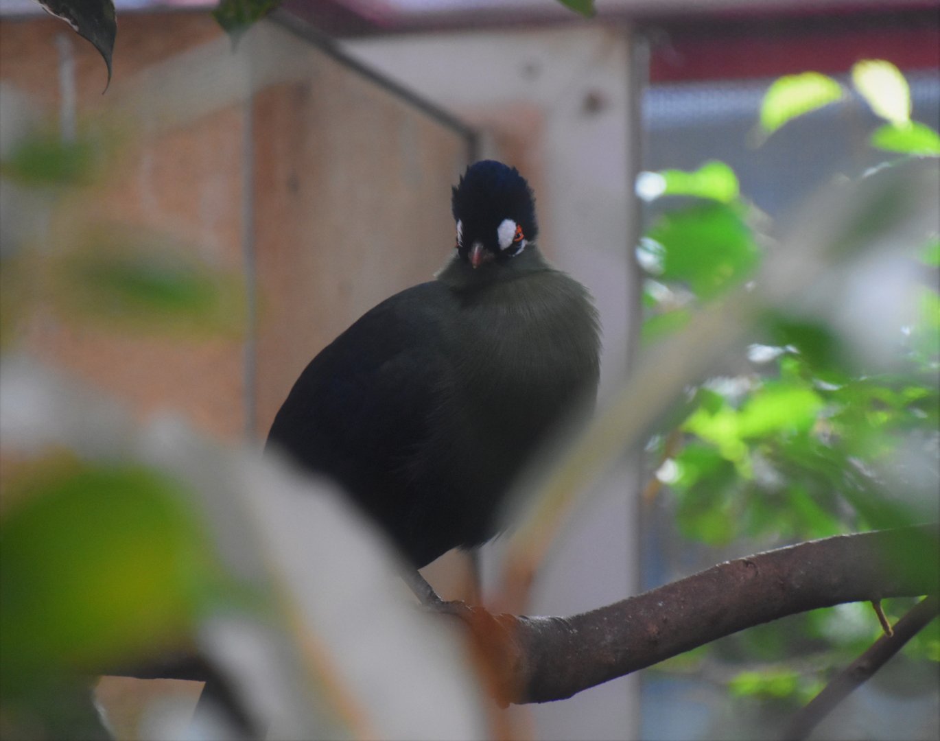 Hartlaub's turaco