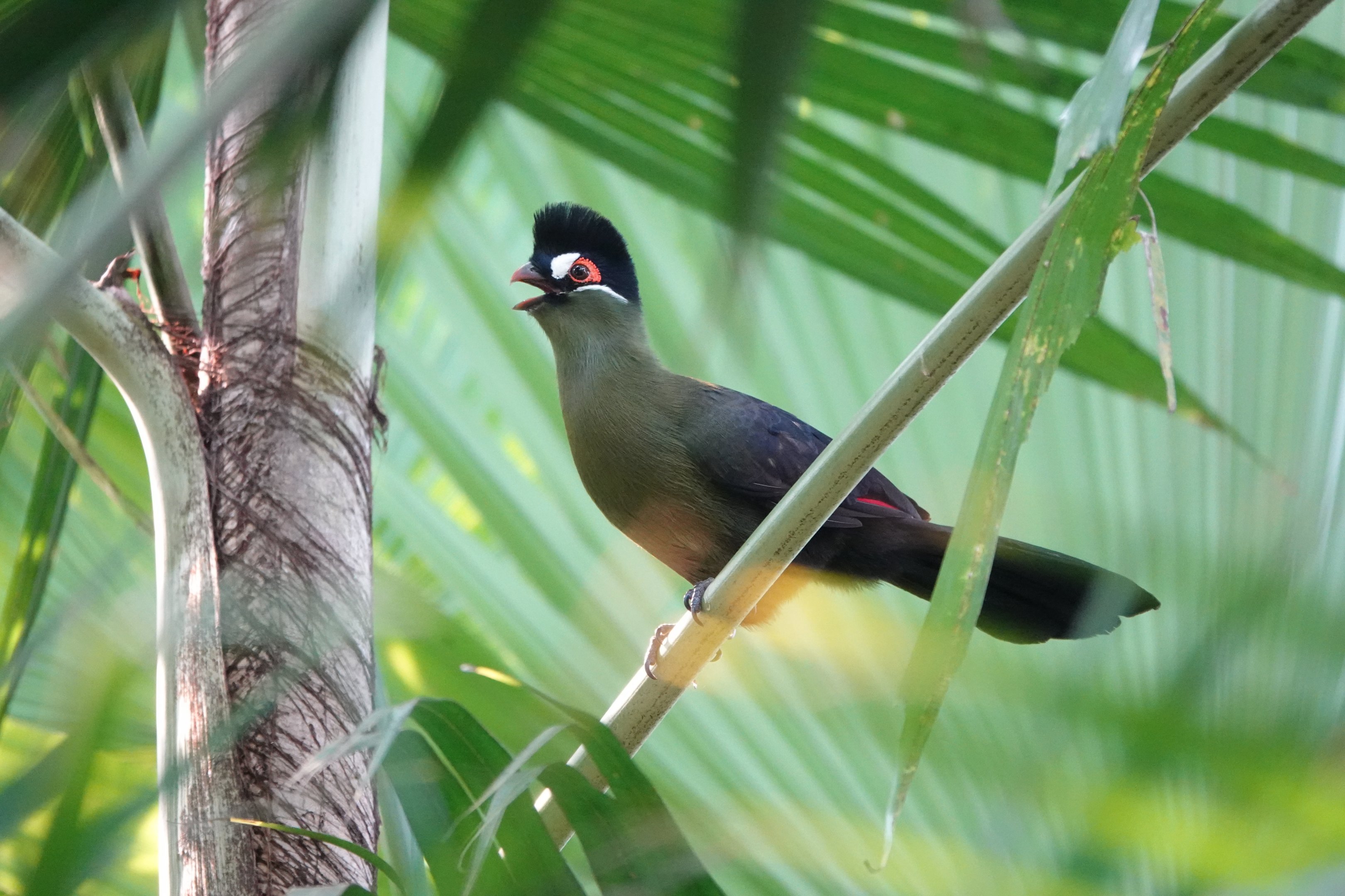 Hartlaub's turaco