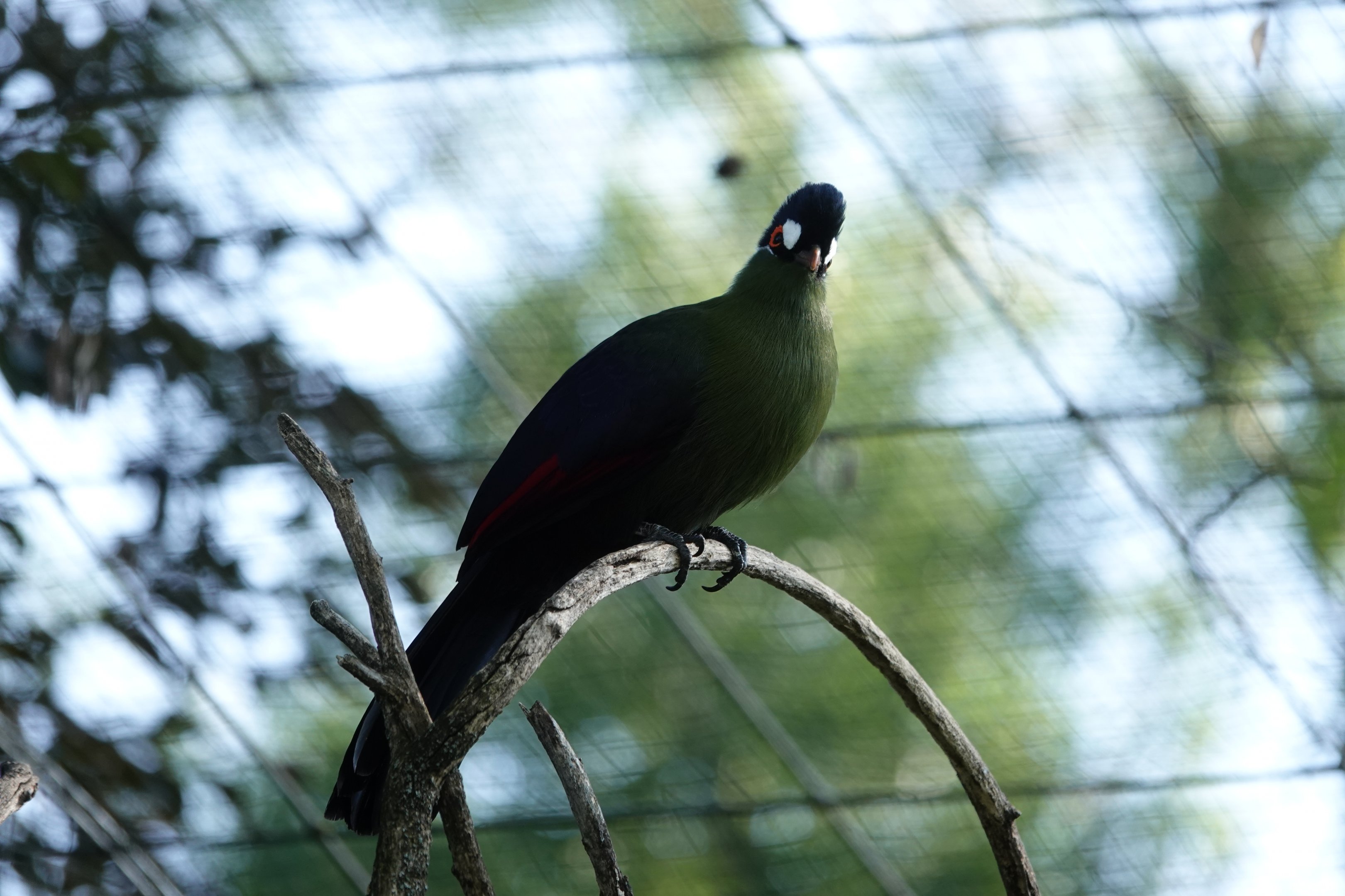Hartlaub's turaco