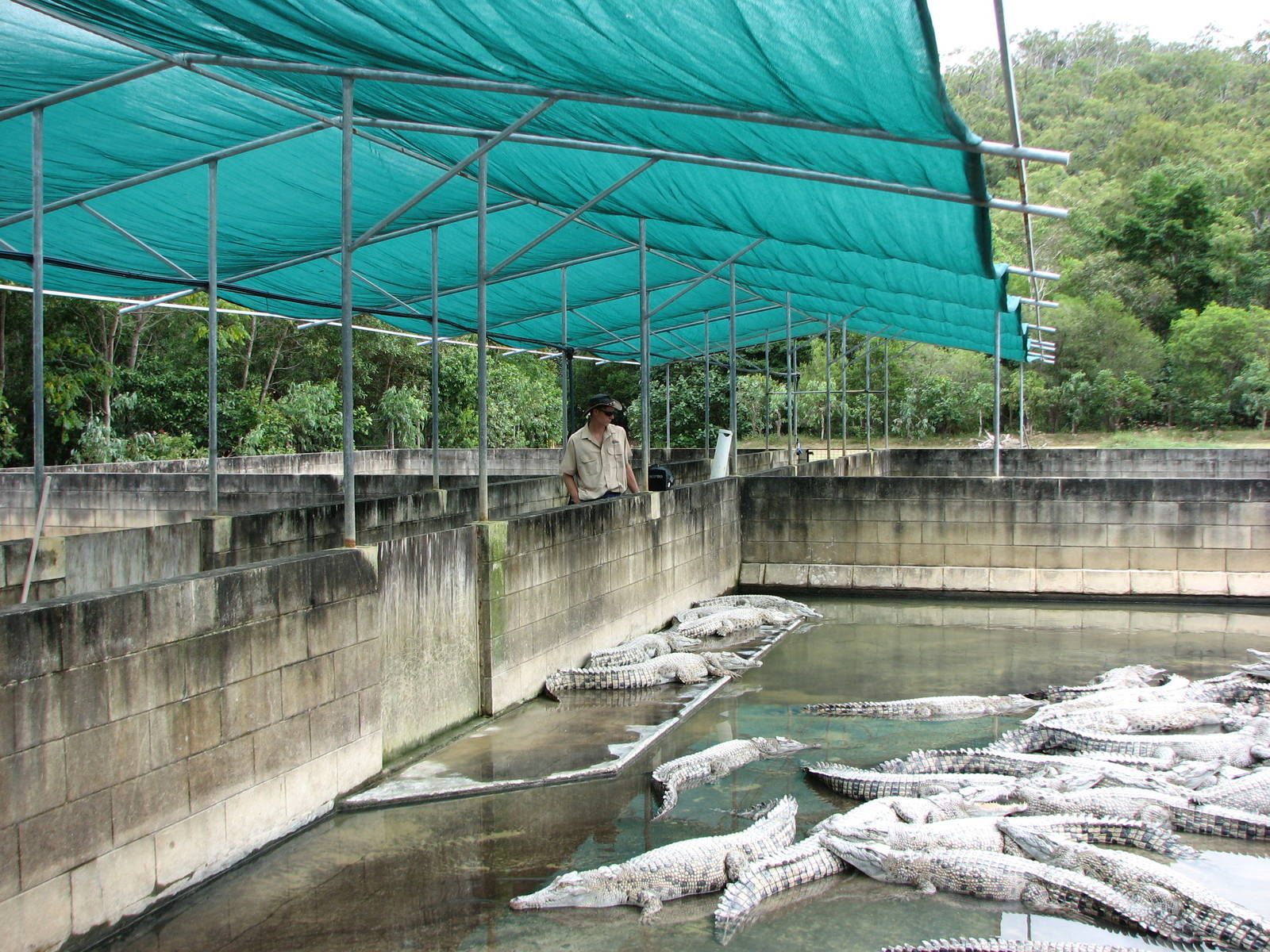 Hartleys Crocodile Adventures 2007 - Inside the crocodile farm pens