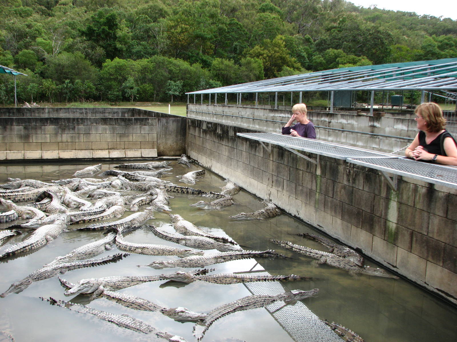 Hartleys Crocodile Adventures 2007 - Inside the crocodile farm pens