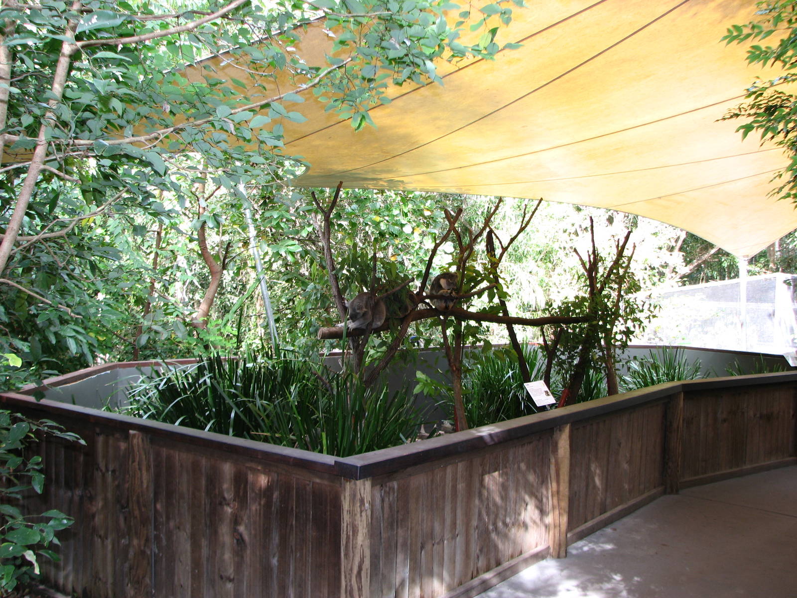 Hartleys Crocodile Adventures 2007 - Koala exhibit