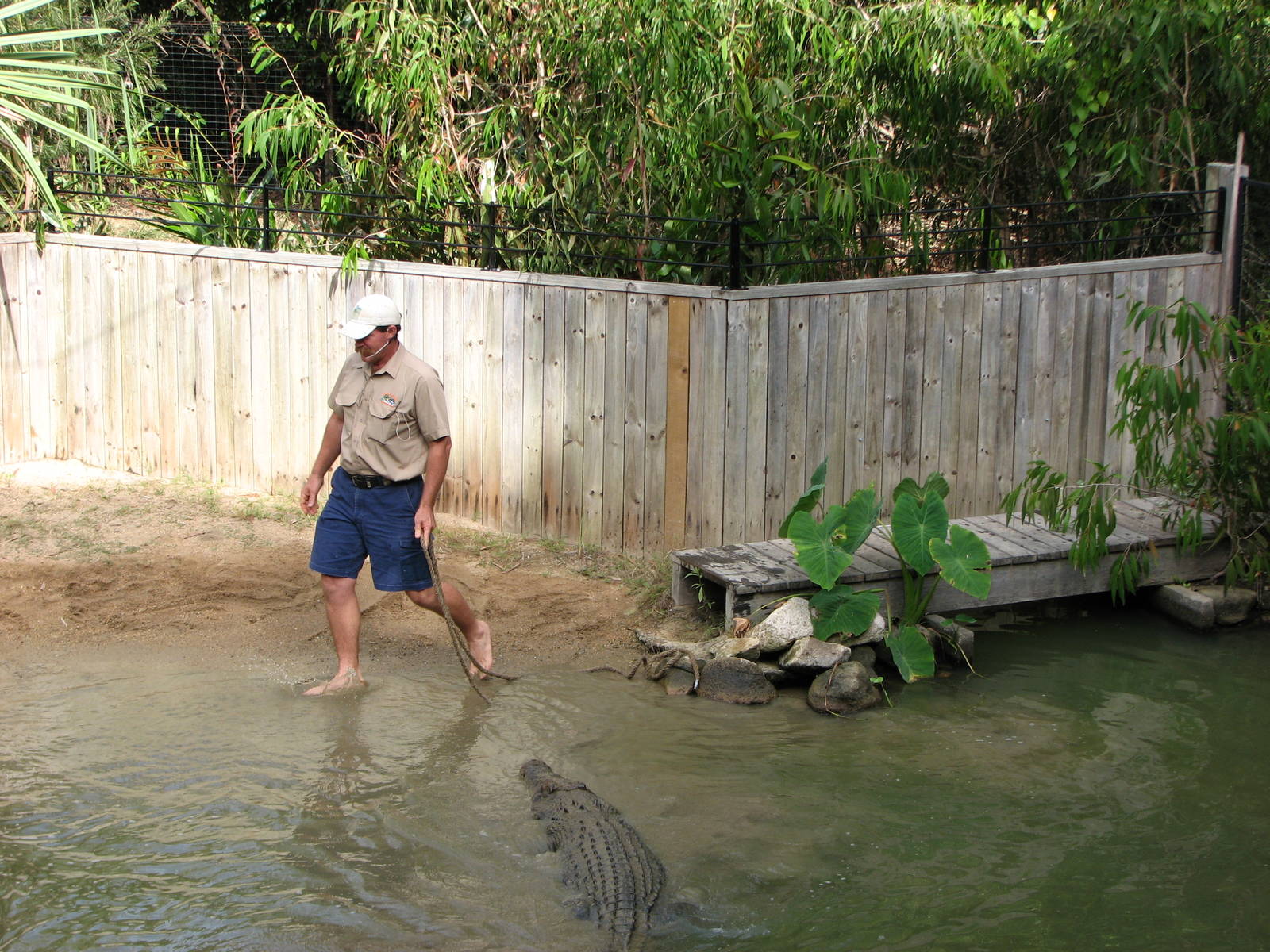 Hartleys Crocodile Adventures 2007 - Typical daredevil Crocodile show