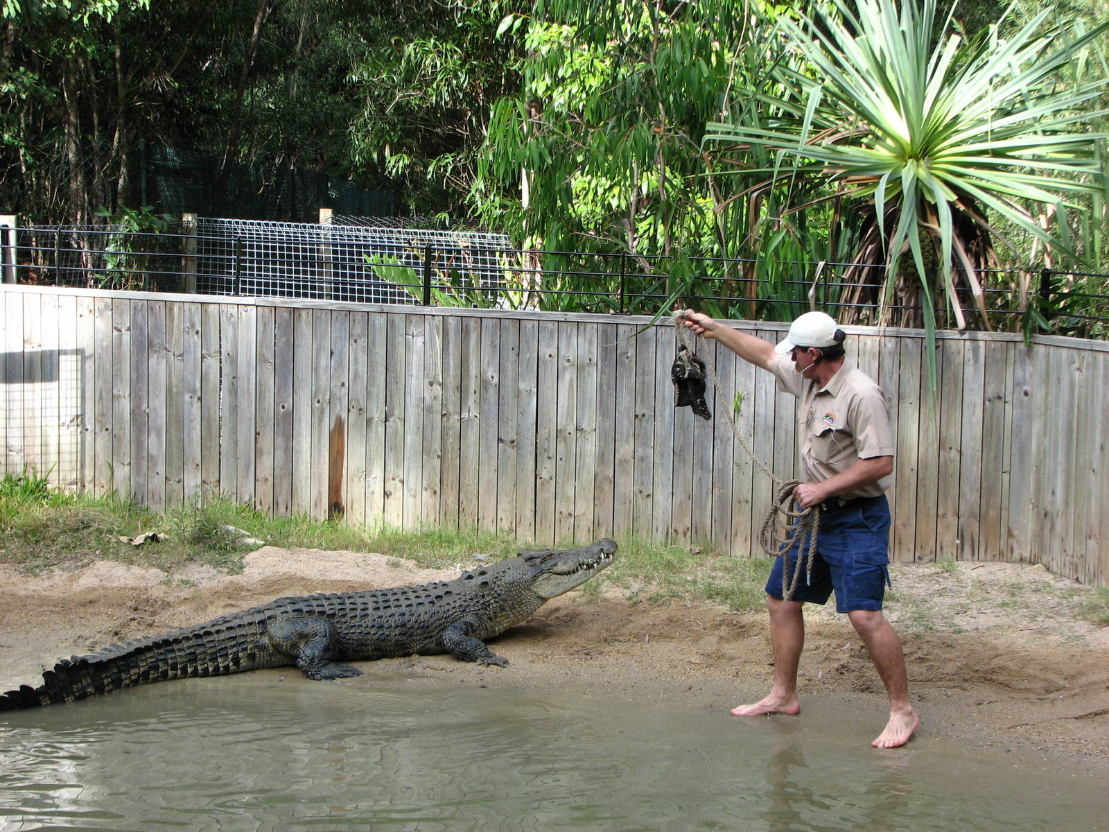 Hartleys Crocodile Adventures 2007 - Typical daredevil Crocodile show