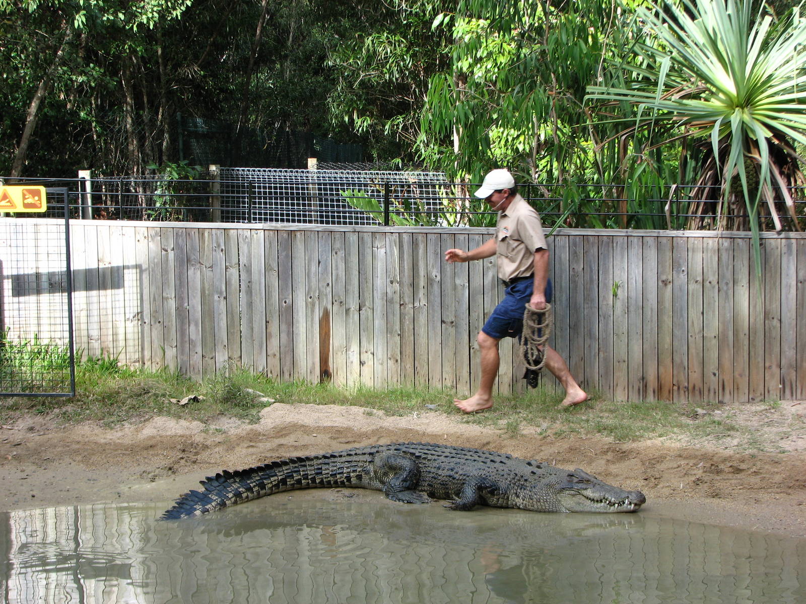 Hartleys Crocodile Adventures 2007 - Typical daredevil Crocodile show