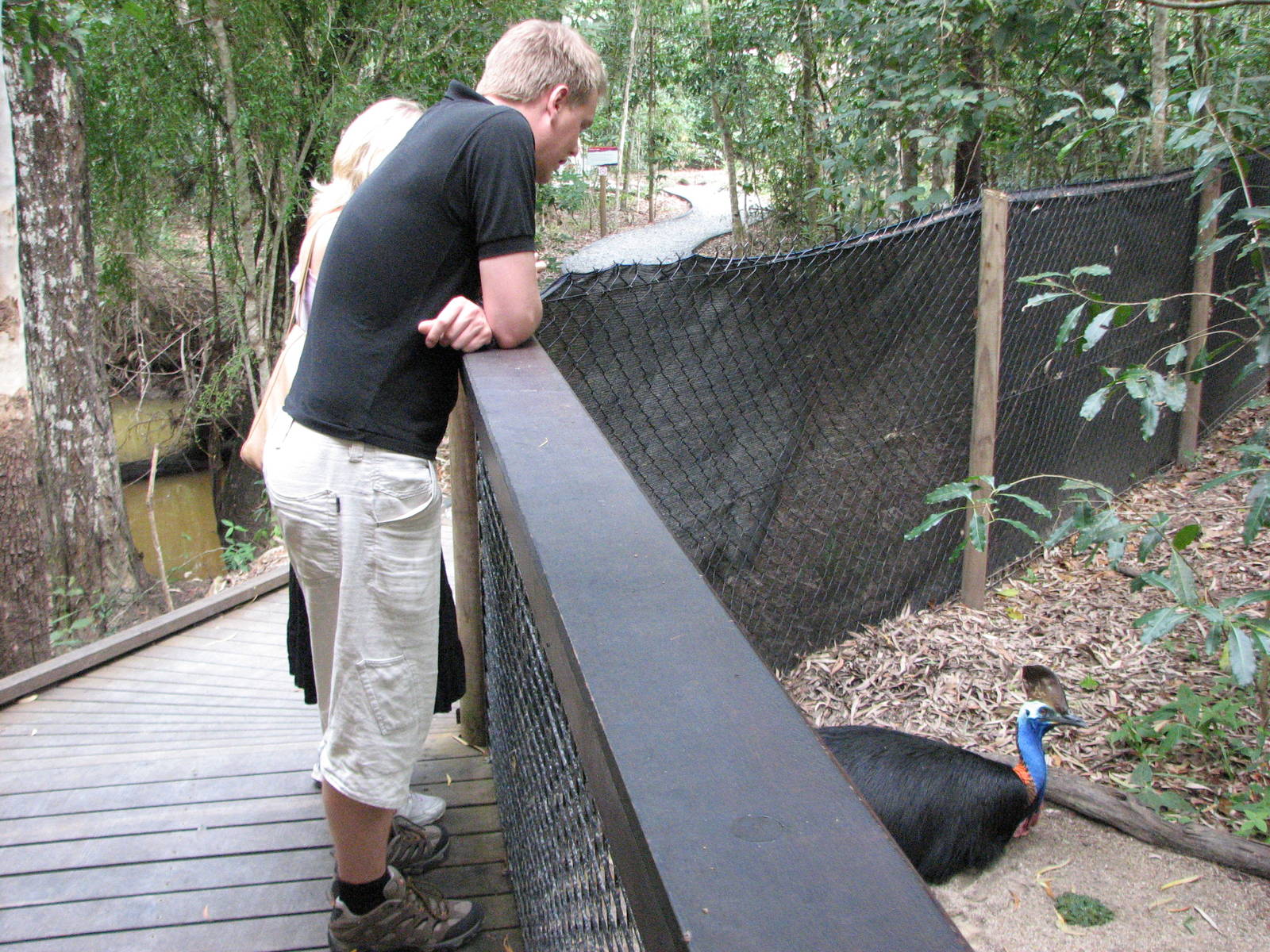 Hartleys Crocodile Adventures 2007 - Visitors watch the Cassowary